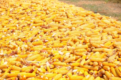Maize