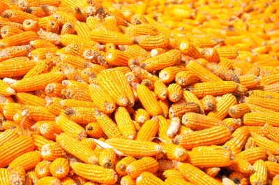 Maize