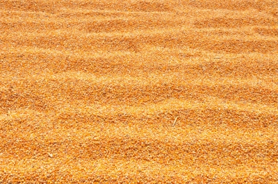 Maize