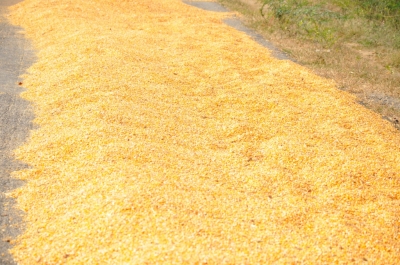 Maize