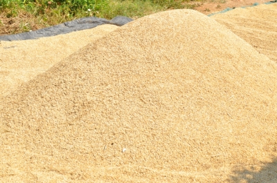 Paddy(Dhan)