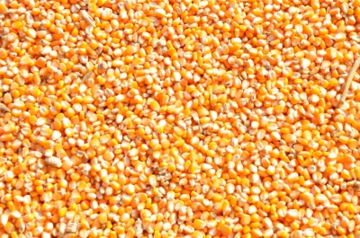 Maize