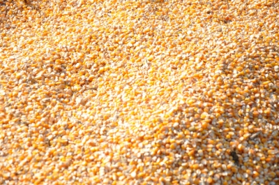 Maize