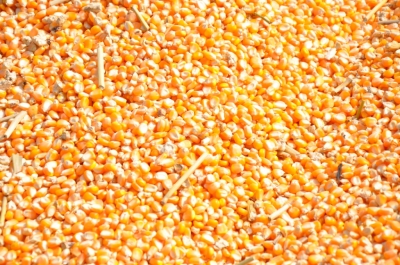 Maize