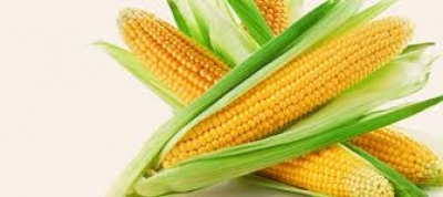 Maize