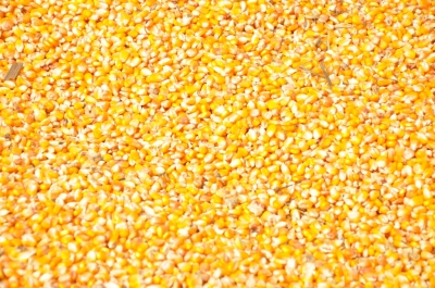 Maize