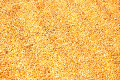 Maize