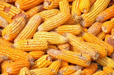 Maize