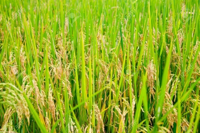 Paddy(Dhan)