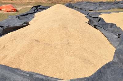 Paddy(Dhan)