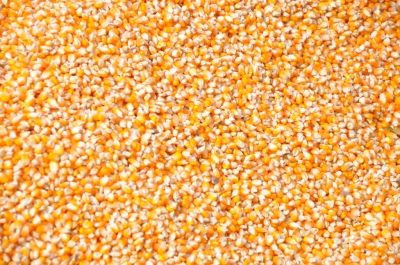 Maize