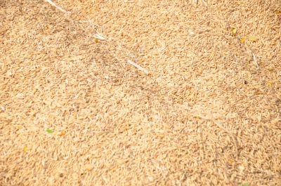 Paddy(Dhan)
