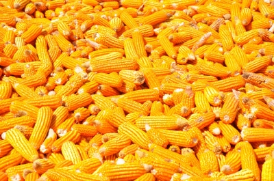 Maize