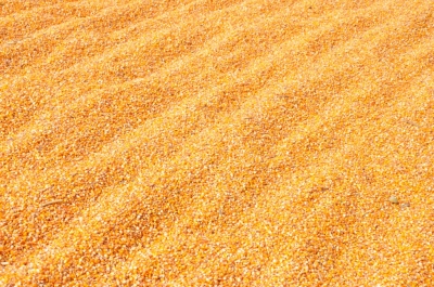 Maize