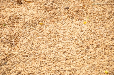 Paddy(Dhan)