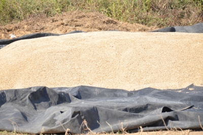 Paddy(Dhan)
