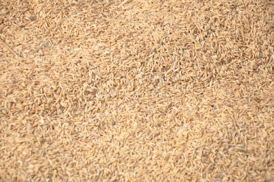 Paddy(Dhan)