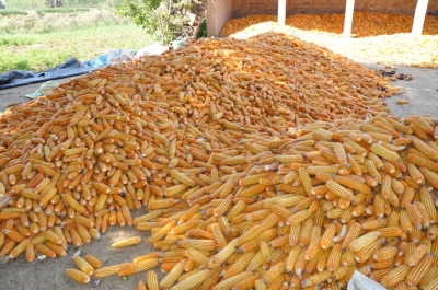 Maize