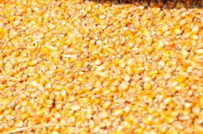 Maize