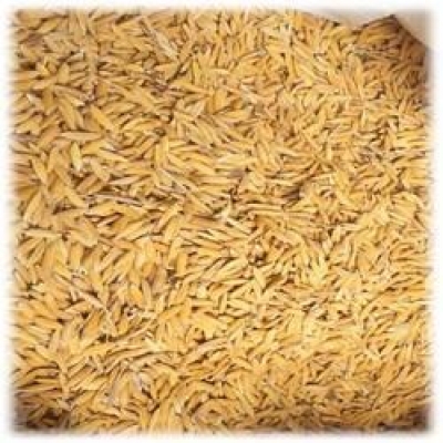 Maize