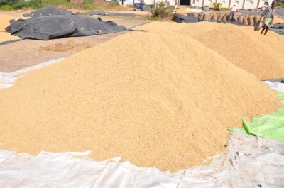 Paddy(Dhan)