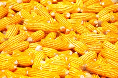 Maize
