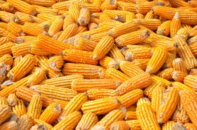 Maize