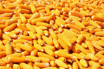 Maize