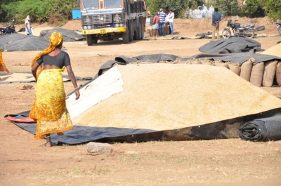 Paddy(Dhan)