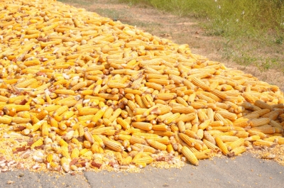 Maize