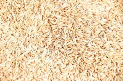 Paddy(Dhan)