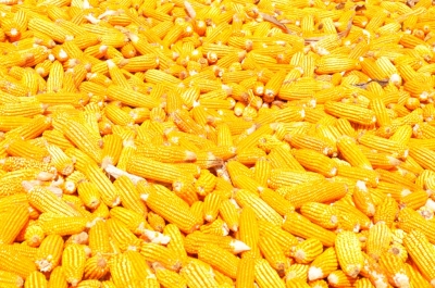 Maize