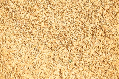 Paddy(Dhan)