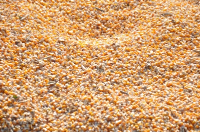 Maize