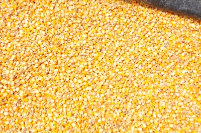 Maize
