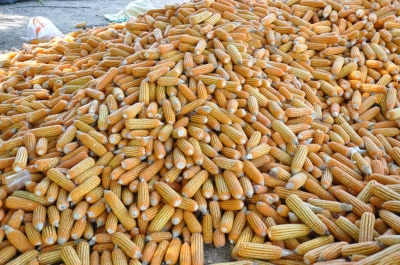 Maize
