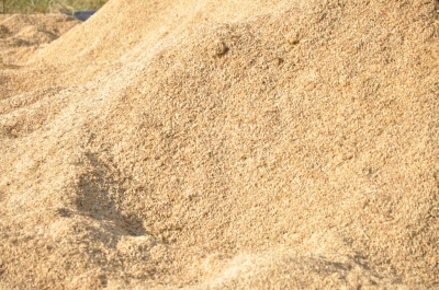 Paddy(Dhan)