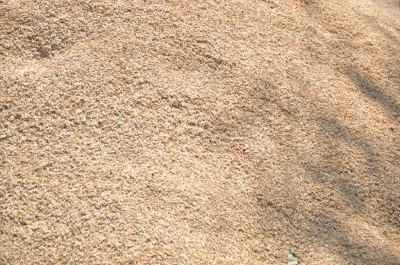 Paddy(Dhan)