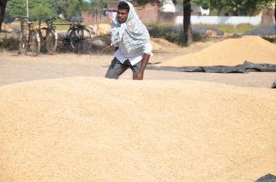 Paddy(Dhan)