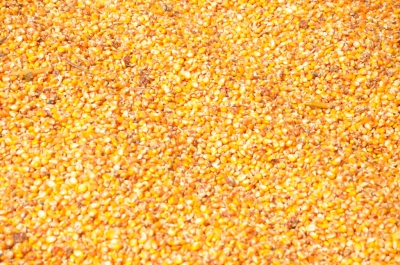 Maize