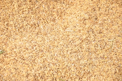 Paddy(Dhan)