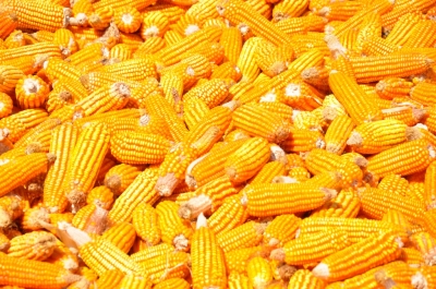 Maize
