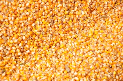 Maize