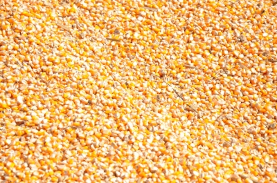 Maize