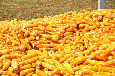Maize