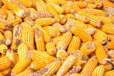 Maize