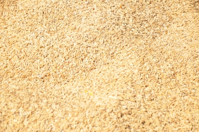 Paddy(Dhan)