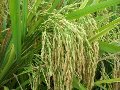 Paddy(Dhan)