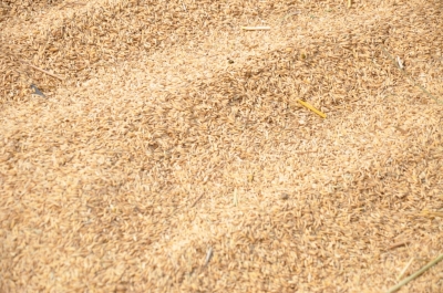 Paddy(Dhan)
