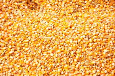 Maize